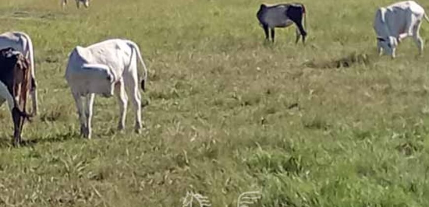 Fazenda à Venda 2.434 Hectares Estrutura Completa Pecuária e Lazer | Batayporã/ MT