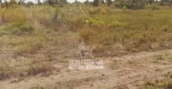 Fazenda à Venda 14.800 Has Riqueza Hídrica Potencial Turístico e Pecuária | Ribeirão Cascalheira/MT