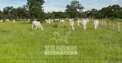Fazenda à Venda 2.508 hectares Pecuária e Potencial p/ Mineração | Pedra Petra / MT