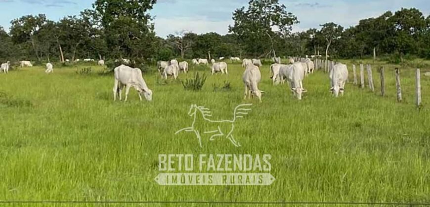Fazenda à Venda 2.508 hectares Pecuária e Potencial p/ Mineração | Pedra Petra / MT