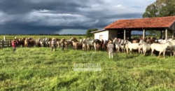 Fazenda à Venda 2.508 hectares Pecuária e Potencial p/ Mineração | Pedra Petra / MT