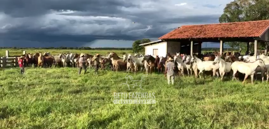 Fazenda à Venda 2.508 hectares Pecuária e Potencial p/ Mineração | Pedra Petra / MT