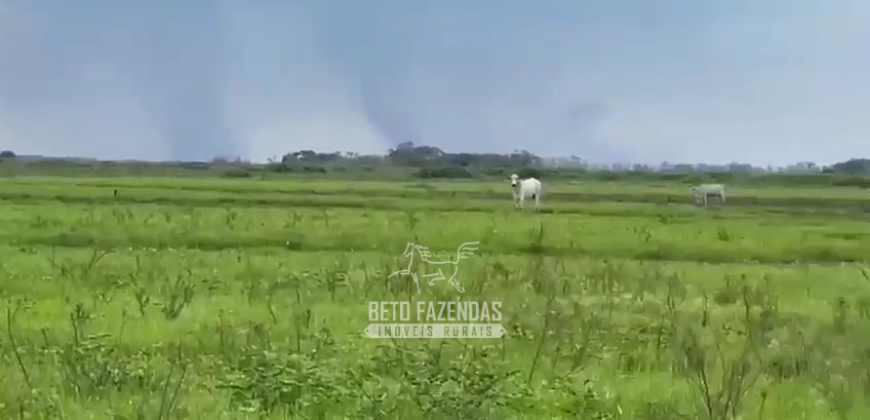 Fazenda à Venda 2.508 hectares Pecuária e Potencial p/ Mineração | Pedra Petra / MT