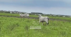 Fazenda à Venda 2.508 hectares Pecuária e Potencial p/ Mineração | Pedra Petra / MT