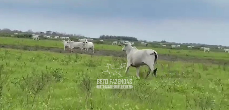 Fazenda à Venda 2.508 hectares Pecuária e Potencial p/ Mineração | Pedra Petra / MT