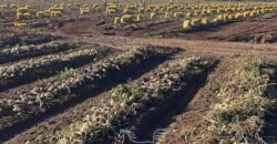 Fazenda à Venda 1.400 Hectares Estrutura Agroindustrial Pronta | Taiobeiras/MG