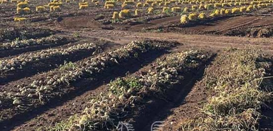 Fazenda à Venda 1.400 Hectares Estrutura Agroindustrial Pronta | Taiobeiras/MG