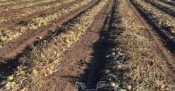 Fazenda à Venda 1.400 Hectares Estrutura Agroindustrial Pronta | Taiobeiras/MG
