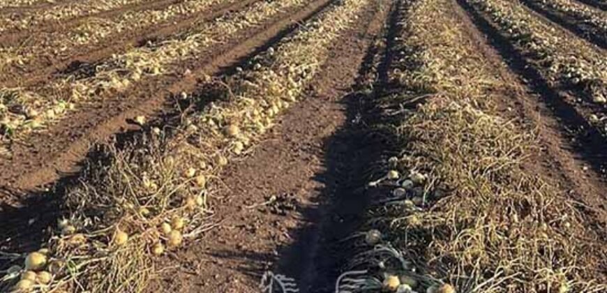 Fazenda à Venda 1.400 Hectares Estrutura Agroindustrial Pronta | Taiobeiras/MG