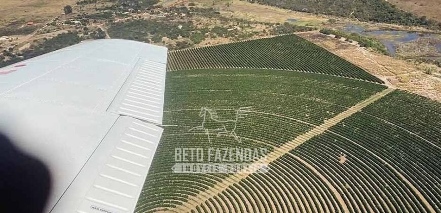 Fazenda à Venda 1.400 Hectares Estrutura Agroindustrial Pronta | Taiobeiras/MG