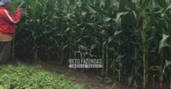 Fazenda à Venda 1.400 Hectares Estrutura Agroindustrial Pronta | Taiobeiras/MG
