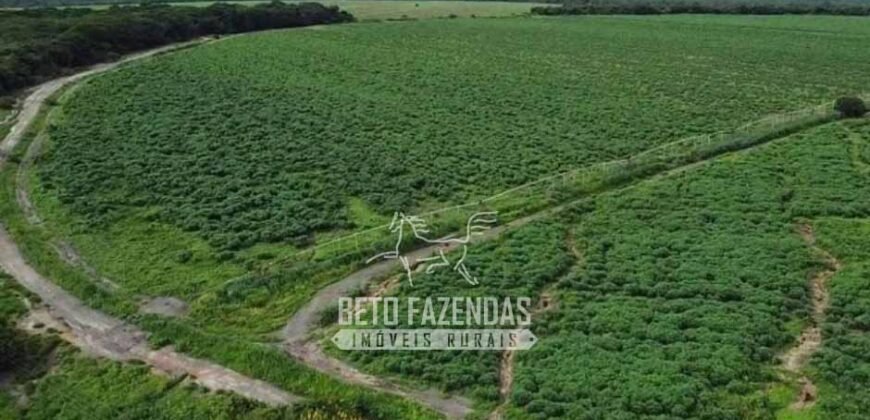 Fazenda à Venda 1.400 Hectares Estrutura Agroindustrial Pronta | Taiobeiras/MG