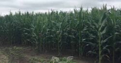 Fazenda à Venda 1.400 Hectares Estrutura Agroindustrial Pronta | Taiobeiras/MG