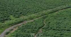 Fazenda à Venda 1.400 Hectares Estrutura Agroindustrial Pronta | Taiobeiras/MG