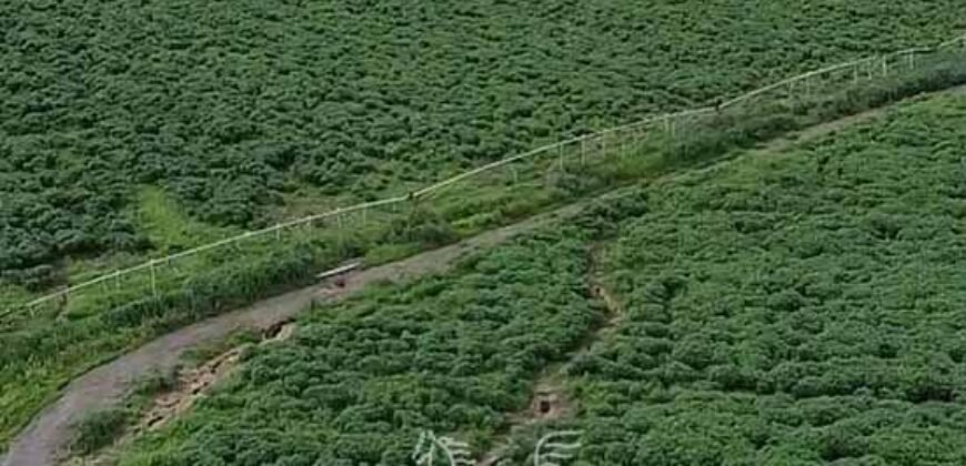 Fazenda à Venda 1.400 Hectares Estrutura Agroindustrial Pronta | Taiobeiras/MG
