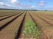 Fazenda à Venda 1.400 Hectares Estrutura Agroindustrial Pronta | Taiobeiras/MG