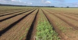 Fazenda à Venda 1.400 Hectares Estrutura Agroindustrial Pronta | Taiobeiras/MG