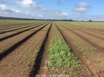 Fazenda à Venda 1.400 Hectares Estrutura Agroindustrial Pronta | Taiobeiras/MG Fazenda à Venda 1.400 Hectares Estrutura Agroindustrial Pronta | Taiobeiras/MG