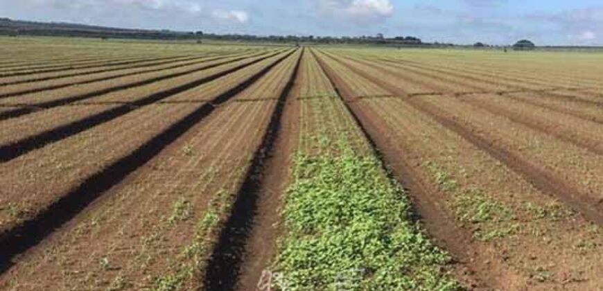 Fazenda à Venda 1.400 Hectares Estrutura Agroindustrial Pronta | Taiobeiras/MG