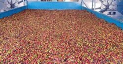 Fazenda de Café à Venda 800 Hectares Estrutura Completa | Sul da Bahia/BA
