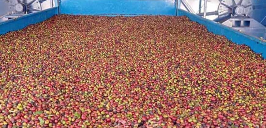 Fazenda de Café à Venda 800 Hectares Estrutura Completa | Sul da Bahia/BA