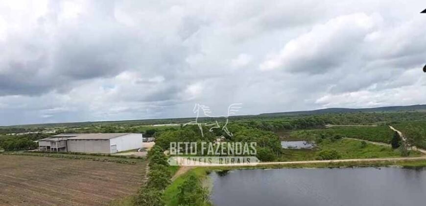 Fazenda de Café à Venda 800 Hectares Estrutura Completa | Sul da Bahia/BA