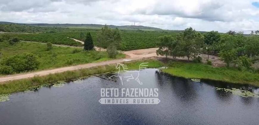 Fazenda de Café à Venda 800 Hectares Estrutura Completa | Sul da Bahia/BA
