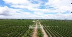 Fazenda de Café à Venda 800 Hectares Estrutura Completa | Sul da Bahia/BA