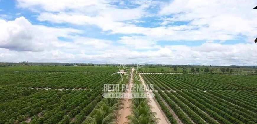 Fazenda de Café à Venda 800 Hectares Estrutura Completa | Sul da Bahia/BA