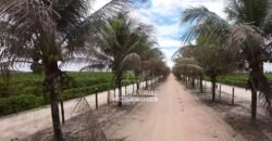 Fazenda de Café à Venda 800 Hectares Estrutura Completa | Sul da Bahia/BA