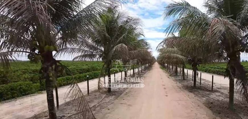 Fazenda de Café à Venda 800 Hectares Estrutura Completa | Sul da Bahia/BA