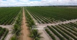 Fazenda de Café à Venda 800 Hectares Estrutura Completa | Sul da Bahia/BA