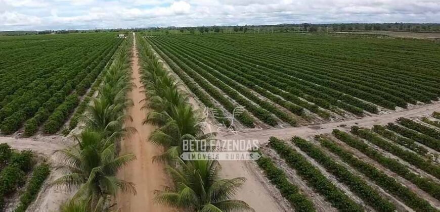 Fazenda de Café à Venda 800 Hectares Estrutura Completa | Sul da Bahia/BA
