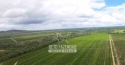 Fazenda de Café à Venda 800 Hectares Estrutura Completa | Sul da Bahia/BA