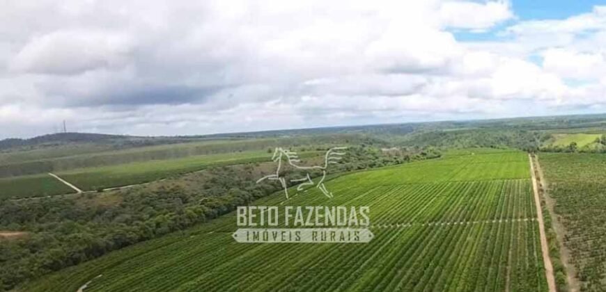 Fazenda de Café à Venda 800 Hectares Estrutura Completa | Sul da Bahia/BA
