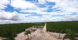 Fazenda de Café à Venda 800 Hectares Estrutura Completa | Sul da Bahia/BA