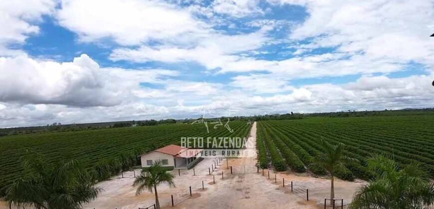 Fazenda de Café à Venda 800 Hectares Estrutura Completa | Sul da Bahia/BA