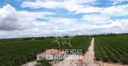 Fazenda de Café à Venda 800 Hectares Estrutura Completa | Sul da Bahia/BA
