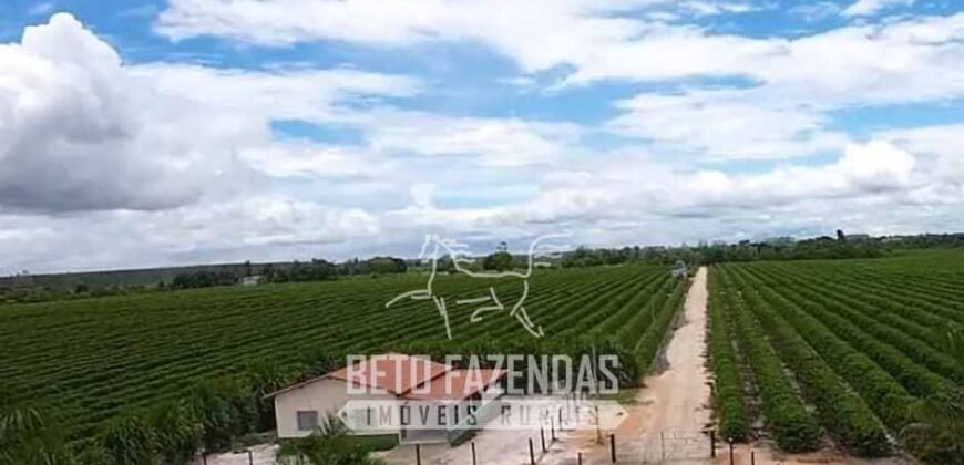 Fazenda de Café à Venda 800 Hectares Estrutura Completa | Sul da Bahia/BA
