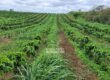 Fazenda de Café 1.298 hectares Parque Industrial Completo | Bonito/ BA