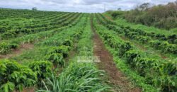 Fazenda de Café 1.298 hectares Parque Industrial Completo | Bonito/ BA