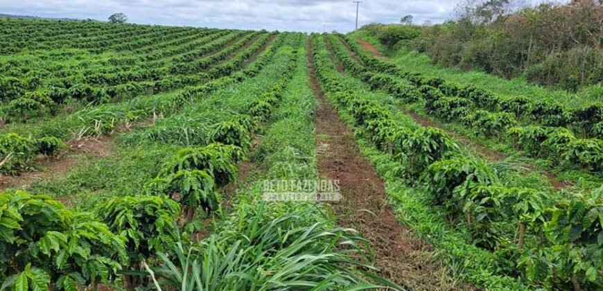 Fazenda de Café 1.298 hectares Parque Industrial Completo | Bonito/ BA