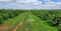 Fazenda de Café 1.298 hectares Parque Industrial Completo | Bonito/ BA