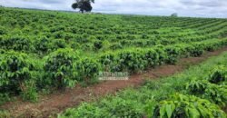 Fazenda à Venda 8.438 hectares Infraestrutura Completa Agropecuária | Lossance/MG