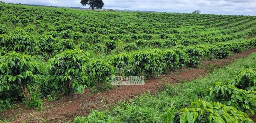 Fazenda à Venda 8.438 hectares Infraestrutura Completa Agropecuária | Lossance/MG