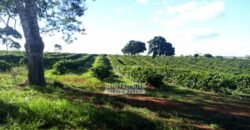 Fazenda à Venda 8.438 hectares Infraestrutura Completa Agropecuária | Lossance/MG