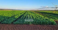 Fazenda à Venda 8.438 hectares Infraestrutura Completa Agropecuária | Lossance/MG