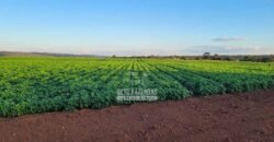 Fazenda à Venda 8.438 hectares Infraestrutura Completa Agropecuária | Lossance/MG