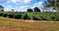 Fazenda à Venda 8.438 hectares Infraestrutura Completa Agropecuária | Lossance/MG