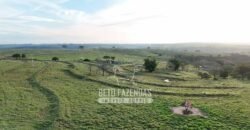 Fazenda à Venda de 117 Alqueires para Pecuária de Alta Performance | Presidente Alves/SP